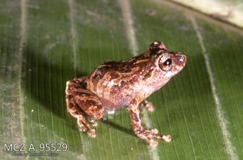 Media type: image;   Herpetology A-95529 Description: Photo of animal in life, taken in the field by Dr. Kenneth Ichiro Miyata. A slide of the photo was scanned in 2012 by Melissa Wooley.;  Aspect: lateral